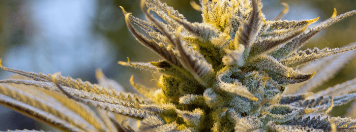 BaFin przestrzega przed Cannabis Trader Marihuana - inwestycja giełdowa