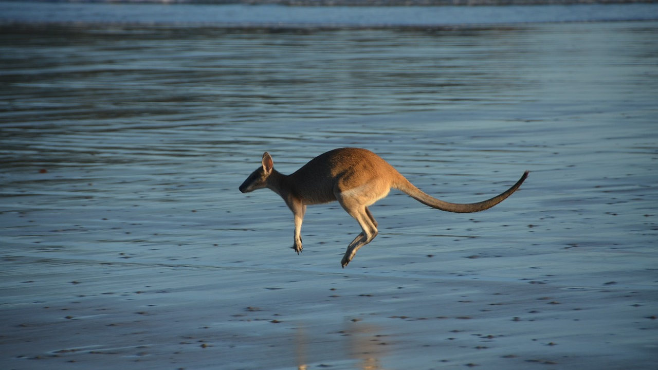 Interwencja ASIC – co zrobią australijscy brokerzy? australijscy brokerzy forex a interwencja asic